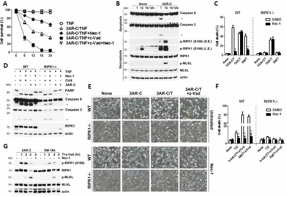 3AR-C sensitizes TNF-induced apoptotic and necroptotic cell death in MEFs, in a RIPK1-dependent manner