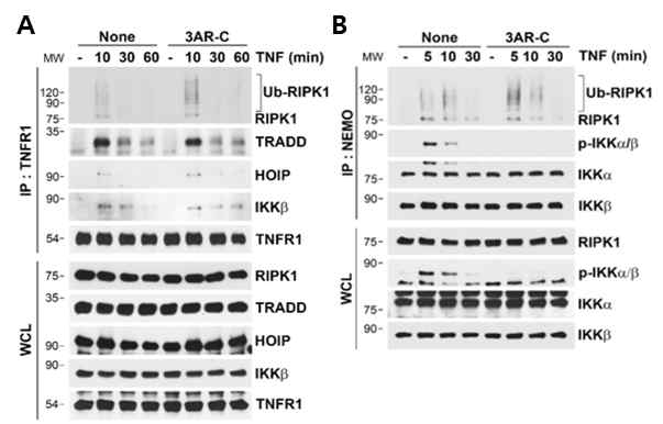 3AR-C does not affect RIP1 ubiquitination and the complex-I formation