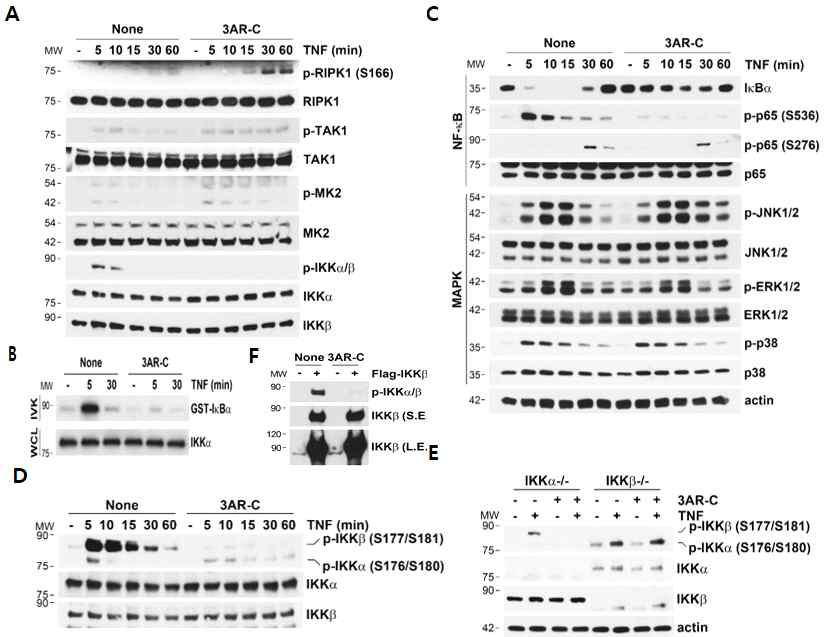 3AR-C selectively suppresses the phosphorylation of IKK-β in response to TNF