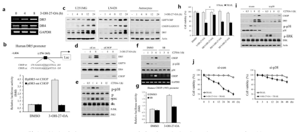 C27OA induces DR5 gene transcription in a CHOP-dependent manner via p38MAPK