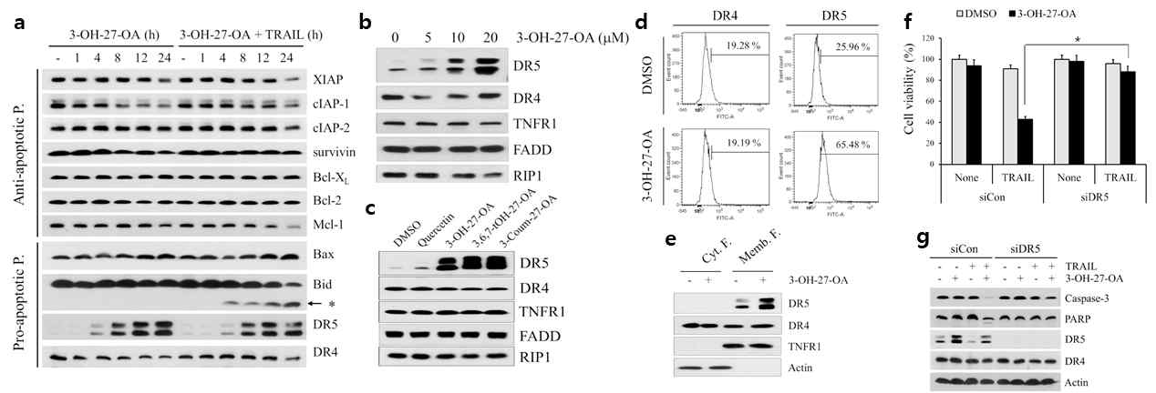 C27OAs up-regulate DR5 expression that is critical for sensitization of TRAIL-mediated apoptosis