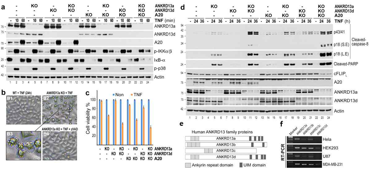 Loss of ANKRD13a sensitizes cells to TNF-induced apoptosis without affecting the activation of NF-kB and p38MAPK