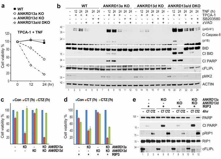ANKRD13a protects against TNF-induced dual modes of PCD through promoting caspase-8 processing