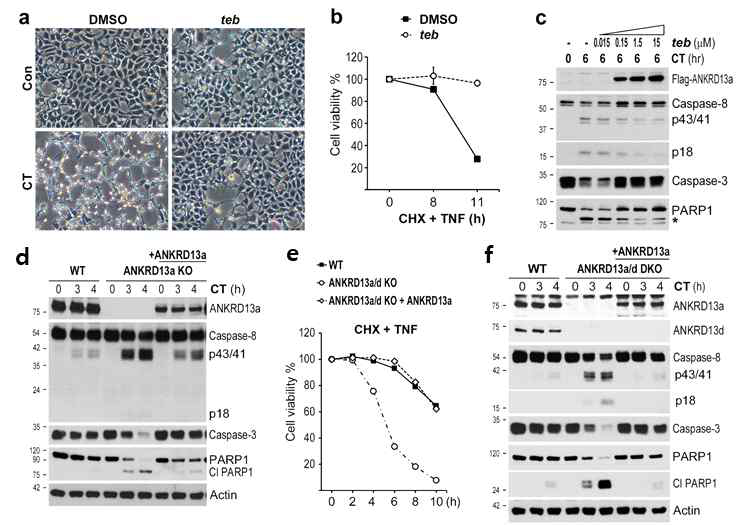 Ectopic expression of ANKRD13a abrogates caspase-mediated apoptosis upon TNFR1 ligation