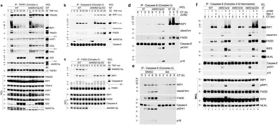 ANKRD13a interferes with complex-II formation by interacting with the signaling components of complex-II