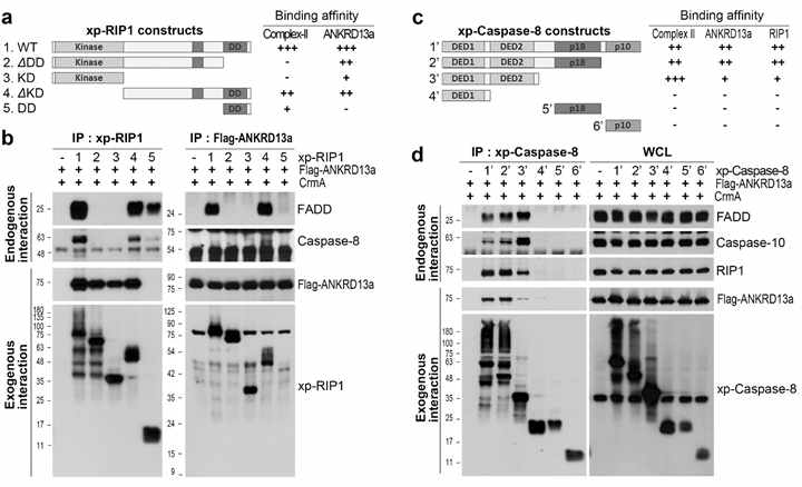 ANKRD13a physically interacts with RIP1, independently of complex-II formation