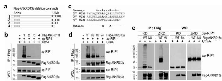 ANKRD13a interacts with ubiquitinated RIP1 via 4th UIM