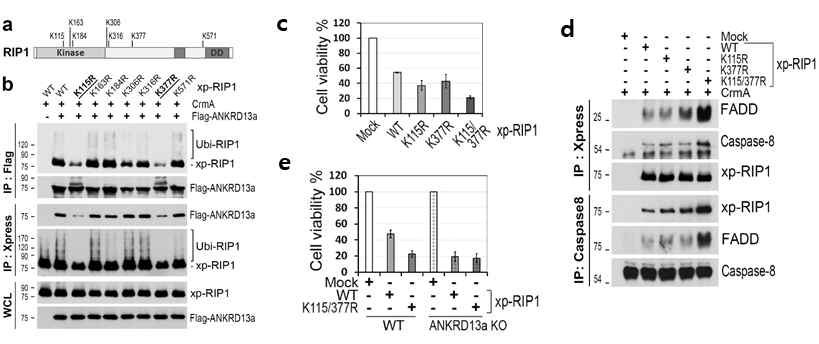 Poly-ubiquitination of Lys115, 377 residues of RIP1 is required for the negative regulatory role of ANKRD13a on the Complex-II formation