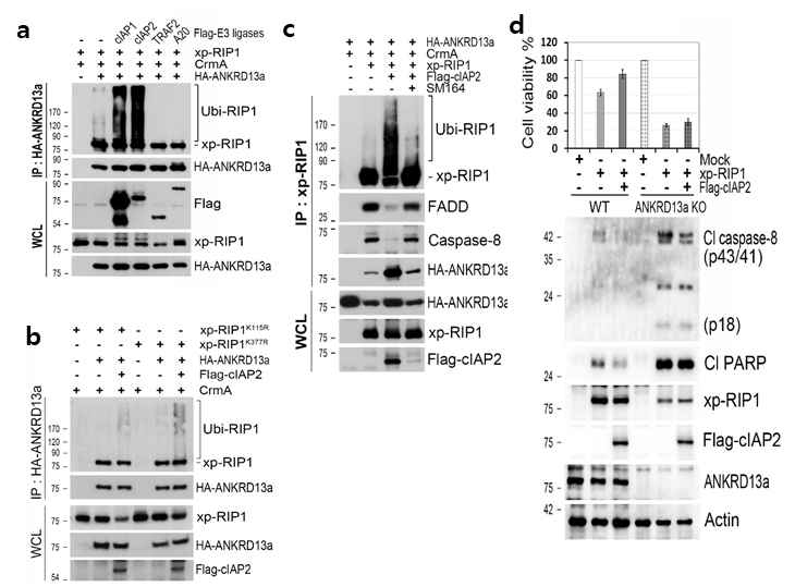 Poly-ubiquitination of Lys115, 377 residues of RIP1 by cIAP1/2 functions to inhibit Complex-II formation