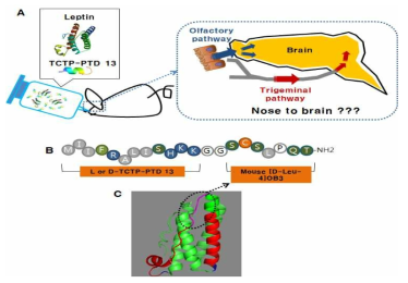 (A) TCTP-PTD 13를 포함한 렙틴을 비강 내 투여하여 뇌로 전달. (B) TCTP-PTD 13을 융합한 mouse [D-Leu-4]OB3. (C) 렙틴 구조에 있어 식욕억제 기능을 가지는 도메인