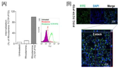 A549 세포주에서 TCTP-PTD의 세포막투과능