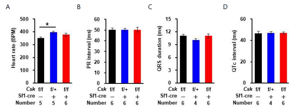 Csk heterozygote 실험군, Csk knockout 실험군과 대조군의 심전도 분석. (A) 심박수, (B) PR interval, (C) QRS duration, (D) QTc interval