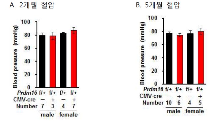 Global Prdm16 heterozygote 실험군(Prdm16flox/＋; CMV-cre)과 대조군(Prdm16flox/+)의 혈압 (A) 2개월, (B) 5개월 마우스