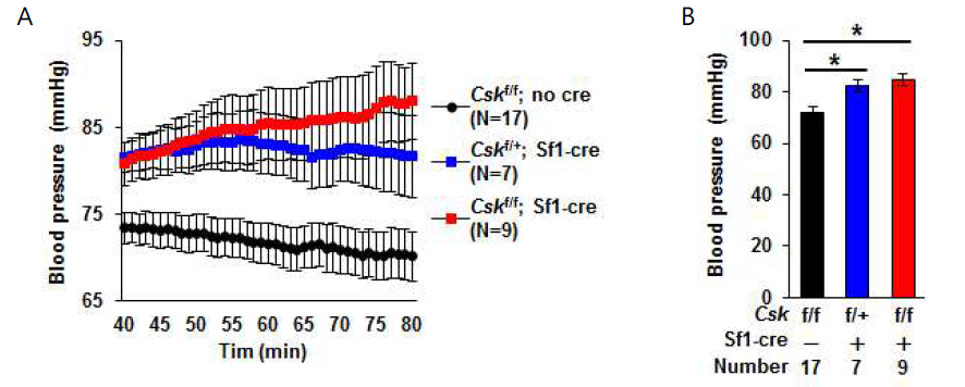 Csk heterozygote & knockout 실험군과 대조군 마우스 혈압 측정. (A) 마취 후 40분간 혈압, (B) 평균 혈압 (*, P<0.05)