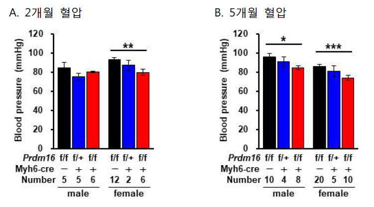 실험군(Prdm16flox/flox; Myh6-cre)과 대조군(Prdm16flox/flox) 마우스 혈압 (A) 2개월, (B) 5개월 마우스 (*, P<0.05; **, P<0.01; ***, P<0.005)