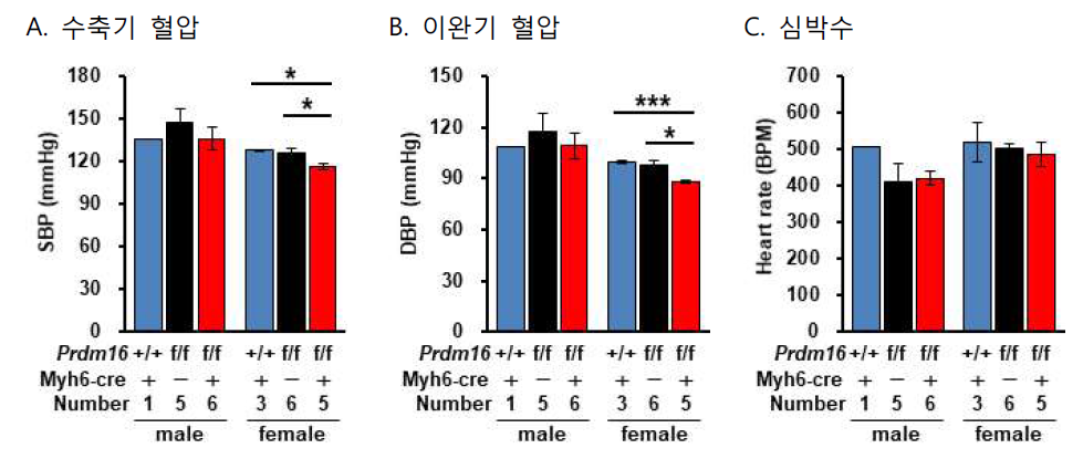 실험군과 두 종류의 대조군들 5개월 마우스에서 telemetry에 의해 혈압 측정. (A) 수축기 혈압, (B) 이완기 혈압, (C) 심박수 (*, P<0.05; ***, P<0.005)