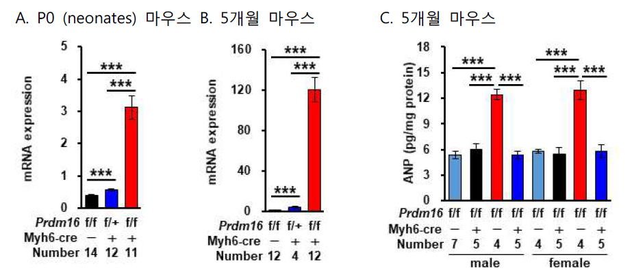 실험군과 대조군 마우스 심장 좌심실 RNA에서 Nppa mRNA 측정 (A) P0, (B) 5개월, (C) 5개월 마우스 조직 단백질에서 ANP 측정 (***, P<0.005)