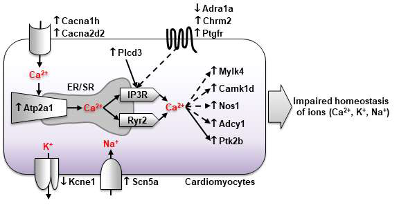 Prdm16 knockout 심장은 이온 (Ca2+, K+, Na+) 항상성에 관련된 유전자들의 발현 변화를 보임. Ca2+ 신호 전달 분자들 중, Cacna1h와 Cacnh2d2는 voltage-dependent Ca2+ influx에 관여; Atp2a1 (SERCA1)은 Ca2+ sequestration에 관여; GPCR/PLCβ/IP3R 신호 전달 분자들 (Adra1a, Chrm2, Ptgfr, Plcd3)은 IP3-dependent release of Ca2+에 관여; Mylk4, Camk1d, Nos1, Adcy1, Ptk2b는 세포내 Ca2+의 downstream effectors; Kcne1은 심장 IKs channel의 보조 subunit; Scn5a는 심장 Na+ channel; KCNE1와 SCN5A 변이는 long QT syndrome (LQTS)을 유발하는 것으로 알려져 있음