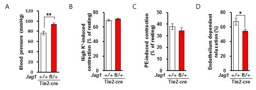 Jag1flox/+; Tie2-cre 마우스의 표현형. (A) 혈압 상승, (B) 고칼륨과 (C) phenylephrine(PE)에 의한 혈관 수축 정상, (D) acetylcholine에 의한 혈관 이완 감소 (*, P<0.05; **, P<0.01)