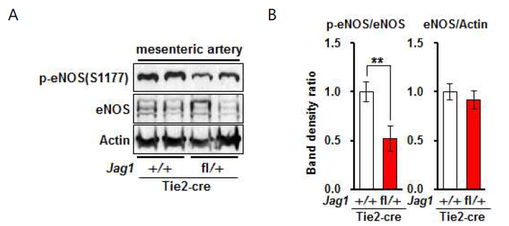 Jag1flox/+; Tie2-cre 마우스 장간막 동맥 조직 단백질에서 eNOS의 인산화가 감소되어 있음. (A) western blot, (B) 단백질 band density의 평균 (12마리)