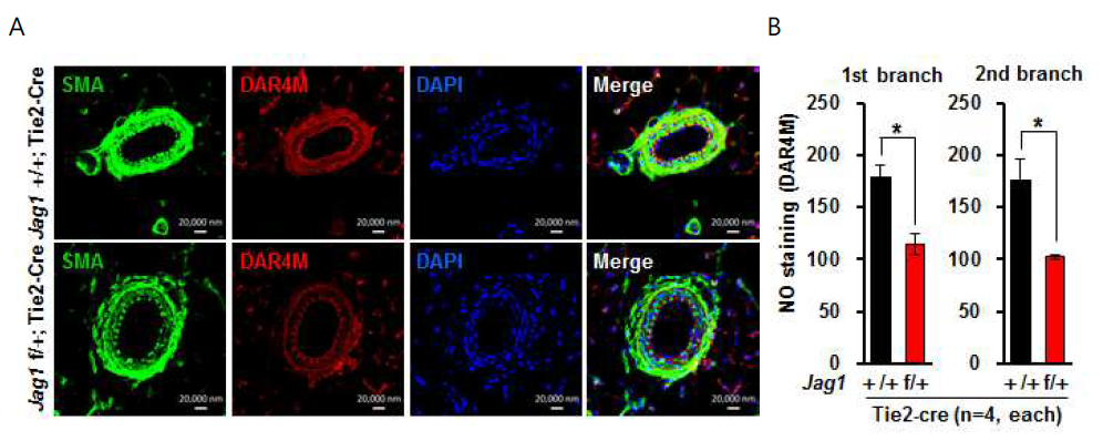 마우스에 DAR4M-AM을 주사 후, 장간막 동맥 조직 파라핀 절편에서 immunofluorescence에 의한 DAR4M의 발현 관찰. (A) DAR4M이 동맥에서 발현, (B) 발현 정도를 정량한 결과 (*, P<0.05)