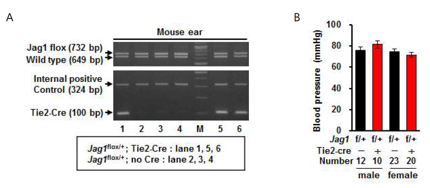 내피 세포 특이적 Jag1 heterozygote 실험군(Jag1flox/＋; Tie2-cre)과 대조군 (Jag1flox/＋) 마우스 (A) genotyping, (B) 혈압 측정