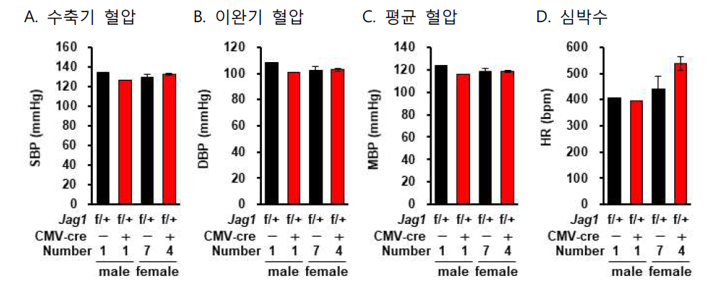 Jag1flox/+; CMV-cre 마우스에서 telemetry에 의한 혈압 측정. (A) 수축기 혈압, (B) 이완기 혈압, (C) 평균 혈압, (D) 심박수