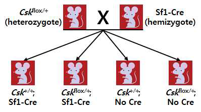 Csk conditional knockout 마우스와 Sf1-Cre 마우스의 교배 (1세대)