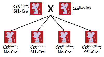 Cskflox/+; Sf1-Cre 마우스와 Cskflox/flox 마우스의 교배 (2세대)