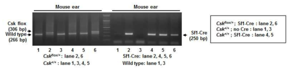 Csk conditional knockout 마우스와 Sf1-Cre transgenic 마우스가 교배되어 태어난 자손들의 PCR genotyping (1세대)