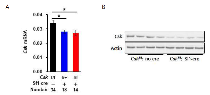 Csk knockout 실험군 (Cskflox/flox; Sf1-Cre)과 대조군 (Cskflox/flox) 마우스 부신에서 (A) Csk mRNA 발현, (B) Csk 단백질 발현 (*, P<0.05)