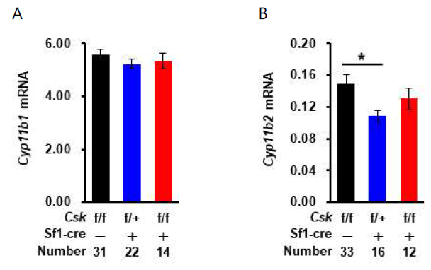 Csk heterozygote 실험군, Csk knockout 실험군과 대조군의 부신 조직에서 mRNA 분석. (A) Cyp11b1, (B) Cyp11b2