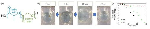 (a) PLGA 의 분자식. (b) 시간에 따른 PLGA (GLD:LTD=50:50)의 분해 속도 (c) GLD:LTD 비율의 따른 PLGA의 분해를 알아보기 위한 시간에 따른 무게 변화 그래프 Electronic Materials Letters, 14 (5) 563 (2018) 국제 전문 학술지 게재
