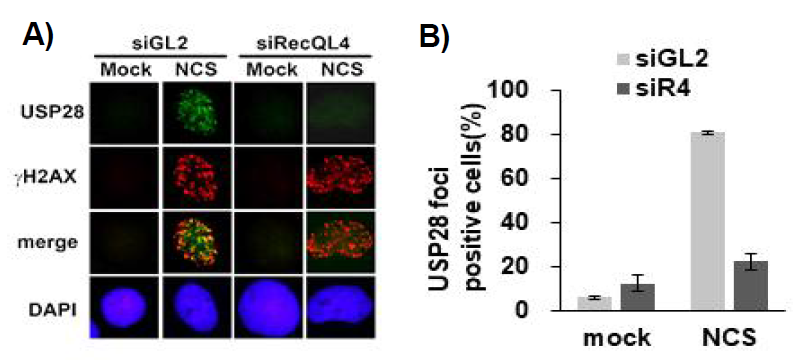 Usp28 단백질의 DNA DSB 부위 결합 특성. siRNA로 RecQL4의 발현을 억제한 세포와 대조군 U2OS 세포에 NCS를 처리하여 DSB를 유도한 후 Usp28에 대한 항체로 면역 염색한 형광 현미경 사진(A)과 γH2AX positive cells 중 Usp28 foci positive cell의 비율을 나타낸 그래프(B). Usp28의 DSB 부위 결합이 RecQL4 의존적임을 확인하였음