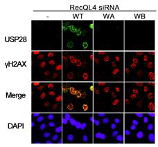 Usp28의 DSB 부위 결합에 미치는 RecQL4 DNA helicase 활성의 영향. RecQL4 의 발현이 억제된 세포에 야생형(WT), Walker A (WA) 또는 Walker B 점돌연변이 (WB) 단백질 발현 후 NCS를 처리하고 Usp28을 면역 염색한 결과. Usp28의 DSB 결합에 RecQL4의 helicase 활성이 필요함 확인