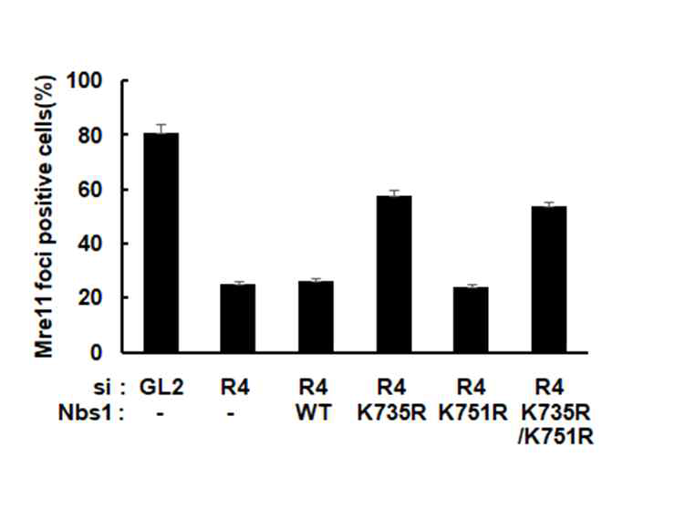 유비퀴틴화가 일어나지 않는 Nbs1 돌연변이에 의한 MRN 복합체의 안정성 변화. siRNA로 RecQL4의 발현을 억제하고, 각각의 야생형 또는 돌연변이 Nbs1 단백질을 발현 시킨 다음, NCS 처리 1시간 후에 Mre11 foci를 관찰한 결과. Skp2 E3 ligase에 의해 유비퀴틴화되는 735번 lysine을 arginine으로 치환한 경우(K735R) DSB 부위에서 MRN의 안정성이 증가함을 확인하였음