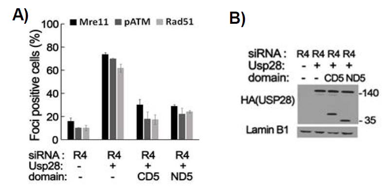 RecQL4 결핍세포에서 Usp28 발현에 의한 MRN 안정성, ATM 활성화, HR 수선 능력의 회복에 Usp28의 Nbs1 결합 도메인의 발현이 미치는 영향. A)는 Mre11, pATM, Rad51 foci의 형성을 보여주는 면역염색 결과이며, B)는 Usp28 및 Nbs1 결합 도메인의 발현 수준을 보여주는 Western blotting 결과임