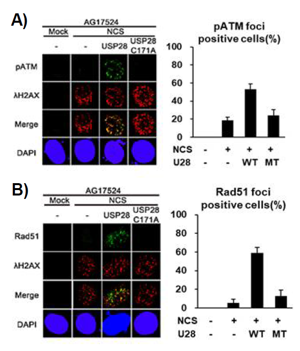 탈유비퀴틴화 효소 Usp28의 발현이 Ruthmund- Thomson syndrome(RTS) 환자 세포의 DSB 반응에 미치는 효과. RTS 세포에 야생형 또는 돌연변이 Usp28을 발현 시킨 후 pATM foci 와 Rad51 foci를 관찰한 결과. 탈유비퀴틴화 효소 활성이 정상인 Usp28을 발현한 경우에는 HR 수선 능력과 ATM 활성화 능력이 결여되었던RTS 세포에서 HR 수선과 ATM 활성화 능력이 회복되었음