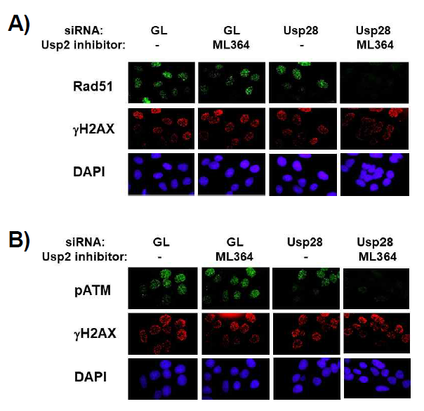 DNA DSB의 HR 수선 및 ATM checkpoint 활성화 과정에서 탈유비퀴틴화 효소 Usp28과 Usp2 의 기능. U2OS 세포에서 siRNA로 Usp28의 발현을 억제하거나 저해제를 처리하여 Usp2의 기능을 억제하고, NCS 처리 후 Rad51 foci 와 pATM foci를 관찰한 결과. Usp28과 Usp2의 기능이 모두 억제된 경우 HR 수선과 ATM 활성화에 결함이 생김을 확인하였음