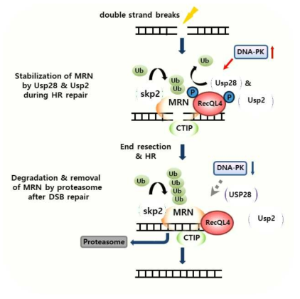 DNA 이중가닥 절단에 대한 세포 반응 과정에서 탈유비퀴틴화 효소 Usp28과 Usp2의 기능과 조절 모델. DSB 부위에 DNA-PK와 RecQL4 의존적으로 결합한 Usp28은 Skp2-SCF에 의해 유비퀴틴화되는 Nbs1 단백질의 유비퀴틴 사슬을 제거하여 MRN 복합체를 안정화함으로써 절단 부위의 end-resection과 HR을 가능하게 해준다. DSB가 줄어들면 DNA-PK 활성이 감소하여 Usp28가 떨어져 나오고 Nbs1이 분해되어 MRN이 제거된다. Usp2는 Usp28과 같은 역할을 담당하는 것으로 여겨진다