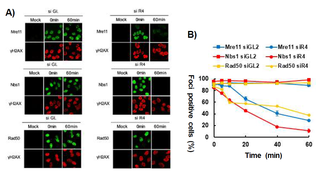 RecQL4 결핍 세포에서 DNA DSB 발생 이후 나타나는 MRN 복합체의 불안정성. RecQL4 siRNA를 이용하여 RecQL4의 발현을 억제한 세포(siR4)와 대조군 세포(siGL)에서 NCS(200ng/ml)를 15분간 처리한 후 시간 별로 MRN 복합체의 구성 요소인 Mre11, Nbs1, Rad50를 면역 염색하여 DSB 부위(γH2AX 염색 부위)에 형성된 foci를 관찰하였다. A) NCS 처리 후 0, 60분 후 각각 Mre11, Nbs1, Rad50를 면역 염색한 형광현미경 사진. B) NCS 처리 후 0, 5, 10, 20, 40, 60분에 각각 면역염색한 후 γH2AX 염색된 세포 중 Mre11, Nbs1, Rad50 foci가 나타난 세포의 비율을 정량한 그래프