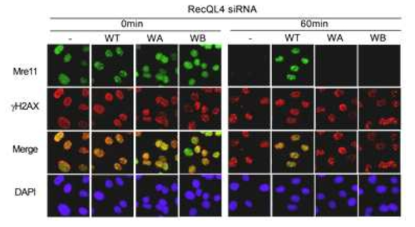 RecQL4 결핍세포에서 나타나는 MRN 불안정성의 회복. Transient transfection 방법을 이용하여 wild type RecQL4, 또는 Walker A, Walker B 돌연변이 단백질을 발현한 결과, 야생형의 RecQL4 발현에 의해서만 MRN 구성 요소 중 Mre11의 foci가 유지되었음