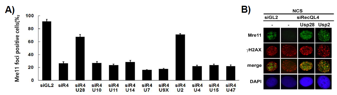 RecQL4 결핍세포에서 DSB 부위에 결합한 MRN 복합체의 안정성을 증가시키는 탈유비퀴틴화 효소의 탐색. A) 10종의 탈유비퀴틴화 효소를 조사한 결과 Usp28과 Usp2를 발현시킨 경우 RecQL4 결핍세포에서 나타나는 MRN 복합체의 불안정성이 감소하였음. B) RecQL4 결핍세포에 Usp28 또는 Usp2를 발현 시킨 후 Mre11의 foci를 면역 염색한 형광현미경 사진