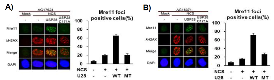 Rothmund-Thomson Syndrome 세포에서 Usp28 탈유비퀴틴화 효소의 발현에 의한 MRN 복합체의 안정성 회복. wild-type Usp28, 또는 탈유비퀴틴화 효소 활성이 불활성화 된 돌연변이 Usp28(C171A)을 두 종류의 RTS 세포, AG17524, 또는 AG18371 세포에 각각 발현시킨 후 Mre11 foci를 면역 염색하여 관찰한 결과.탈유비퀴틴화 효소 활성이 정상인 야생형의 Usp28을 발현한 경우에만 Mre11 foci가 유지되었음