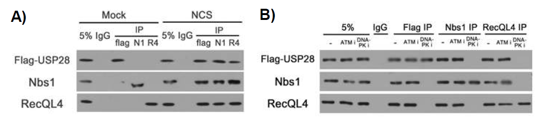 탈유비퀴틴화 효소 Usp28과 DNA DSB 초기 반응 인자의 세포내 물리적 상호작용과 DSB 유도 인산화효소의 영향. (A) Usp28, MRN 복합체, RecQL4의 세포내 결합을 확인하기 위하여, NCS를 처리하거나 처리하지 않은 U2OS 세포의 세포추출액을 얻은 후, Flag-Usp28, Nbs1, RecQL4에 대한 항체로 각각 면역침강하여 Western blotting으로 분석한 결과. (B) NCS를 처리한 U2OS 세포에 ATM kinase 또는 DNA-PK의 저해제를 각각 처리한 후 Flag, Nbs1, 또는 RecQL4의 항체로 각각 면역침강한 후 Western blotting으로 침강물을 분석한 결과. DNA-PK 저해제를 처리한 경우 이들의 결합이 감소하였음. 5%: 5% input material, IgG: control immunoprecipitation, IP: immunoprecipitation