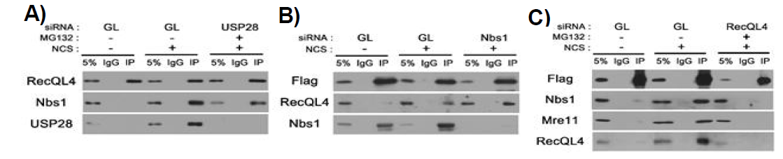 Usp28, MRN 복합체, RecQL4의 물리적 상호작용 분석. siRNA를 사용하여 Usp28(A), Nbs1(B), RecQL4(C) 의 발현을 각각 억제한 세포에서 NCS 처리 후 Usp28, MRN, RecQL4의 결합을 면역침강법으로 조사한 결과. MRN과 RecQL4는 Usp28이 없어도 결합하고, Usp28과 RecQL4도 MRN 없이 결합할 수 있으나, Usp28과 MRN의 결합에는 RecQL4가 필요함을 확인하였음. 5%: 5% input material, IgG: control immunoprecipitation, IP: immunoprecipitation