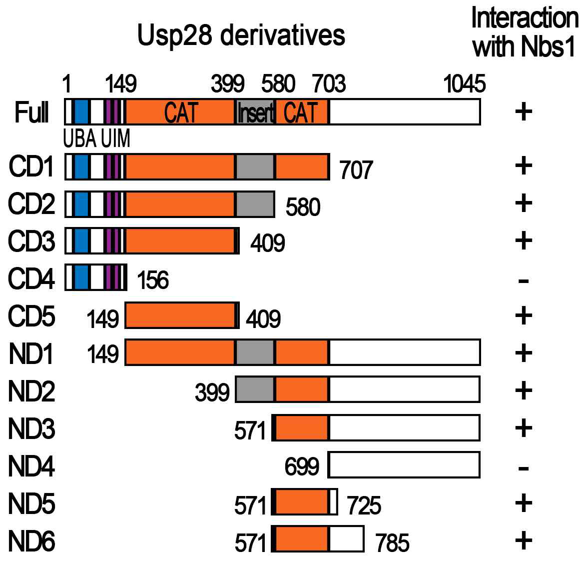 Nbs1 결합 도메인 mapping을 위한 다양한 Usp28 truncated protein의 제조