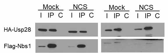 Usp28과 MRN 구성 인자 사이의 직접적인 상호작용. MRN 복합체의 구성 인자 중 Nbs1이 Usp28과 직접 상호작용함을 Usp28과 Nbs1을 과발현한 세포에서 Flag 항체(left panel), 또는 HA 항체 (right panel)를 사용하여 면역침강법으로 확인하였음. I: 10% input, IP: immunoprecipitation, C: control IP