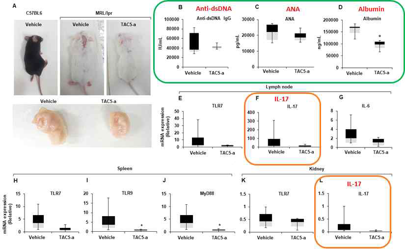 루푸스 동물모델에서 TAC5-a의 우수한 효능 확인