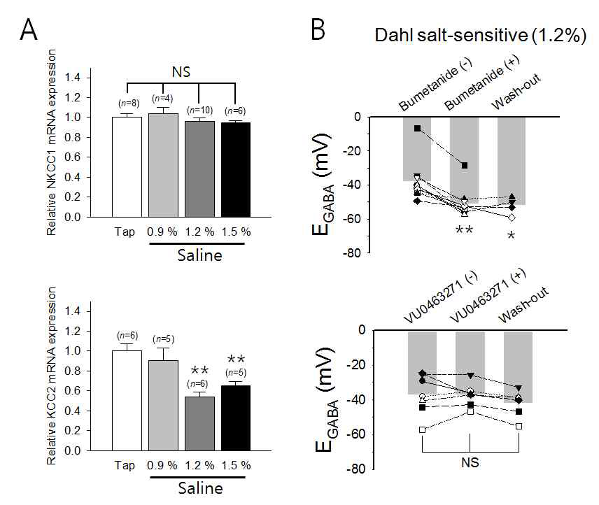 Changes in NKCC1 and KCC2 activity and/or expression for the genesis of GABAergic excitation in vasopressin neurons of Dahl salt-sensitive rats supplied with saline as the drinking water. (A) real-time PCR results showing the relative levels of NKCC1 and KCC2 expression in the SON’s of rats in different experimental groups. (B) Graph showing the effects of NKCC1 inhibitor bumetanide and the KCC2 inhibitor VU0463271 on the EGABA in the vasopressin neurons of rats supplied with 1.2% saline as the drinking water.*:P<0.05, **:P<0.001, NS: Statistically not different